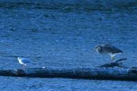 Ardea purpurea