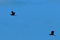 Ardea purpurea