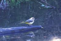 Motacilla cinerea
