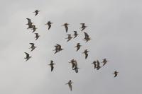 Calidris pugnax