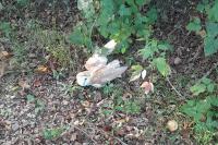 Tyto alba