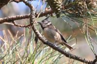 Lophophanes cristatus