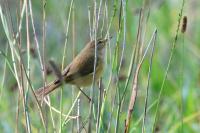 Phylloscopus collybita