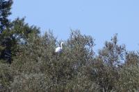 Ardea alba