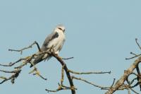 Elanus caeruleus