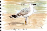 Larus cachinnans