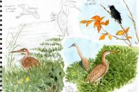 Ardea purpurea