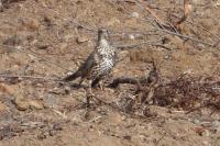 Turdus viscivorus