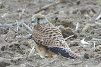 Falco tinnunculus