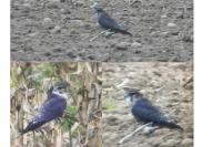 Falco columbarius