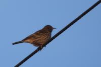 Anthus pratensis
