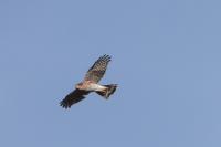 Accipiter nisus
