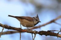 Lophophanes cristatus