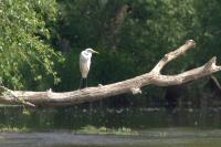 Ardea alba