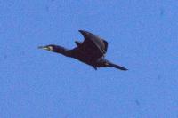 Phalacrocorax carbo