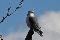 Elanus caeruleus
