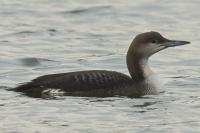 Gavia arctica
