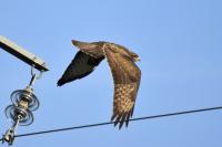 Buteo buteo