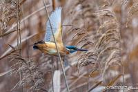 Alcedo atthis