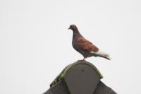 Columba livia