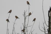 Carduelis carduelis