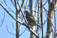 Turdus viscivorus