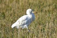 Bubulcus ibis