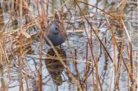 Rallus aquaticus