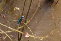 Alcedo atthis
