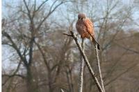 Falco tinnunculus