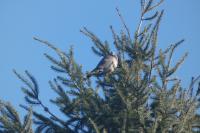 Columba palumbus