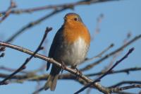 Erithacus rubecula