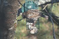 Sturnus vulgaris