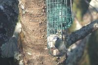 Cyanistes caeruleus