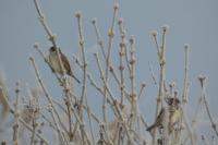 Passer domesticus