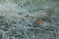 Erithacus rubecula