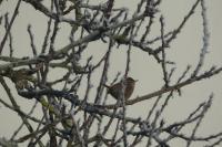 Troglodytes troglodytes