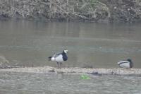 Branta leucopsis