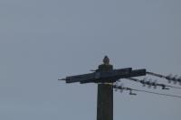 Falco tinnunculus