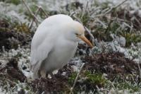 Bubulcus ibis