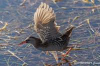 Rallus aquaticus