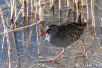 Rallus aquaticus