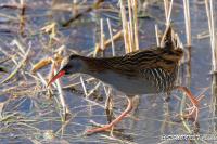Rallus aquaticus
