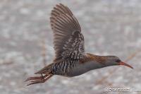 Rallus aquaticus