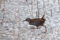 Rallus aquaticus