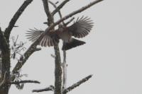 Garrulus glandarius