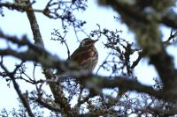 Turdus iliacus