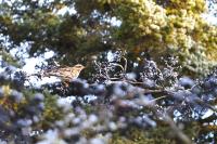 Turdus iliacus