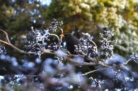 Turdus merula