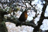 Turdus merula